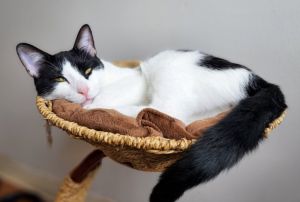 Poblano, Young Male Domestic Medium Hair