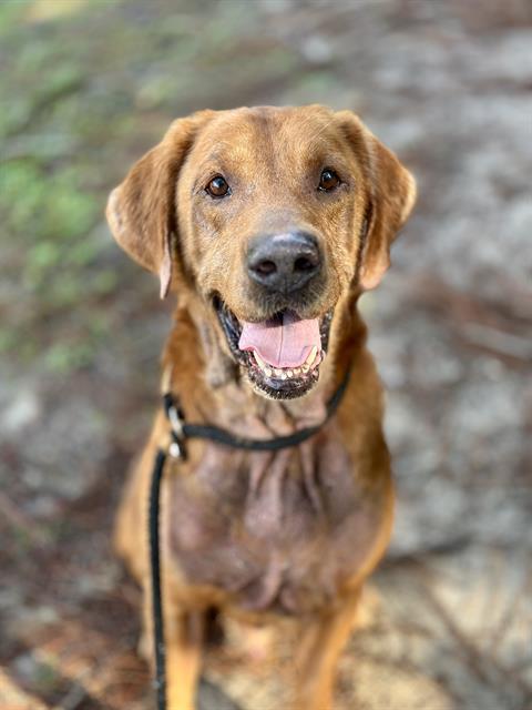 SIR. CLIFFORD, an adoptable Bloodhound, Mixed Breed in Fort Walton Beach, FL, 32548 | Photo Image 1