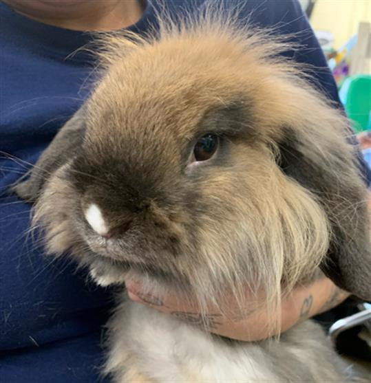 Rabbit For Adoption - A259272, An American Fuzzy Lop In Chula Vista, Ca 