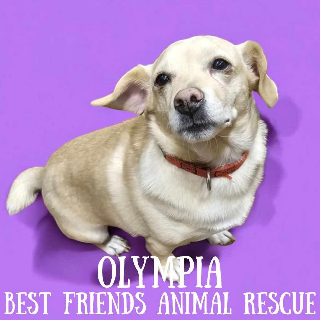 Olympia, an adoptable Chihuahua in Wasilla, AK, 99654 | Photo Image 1
