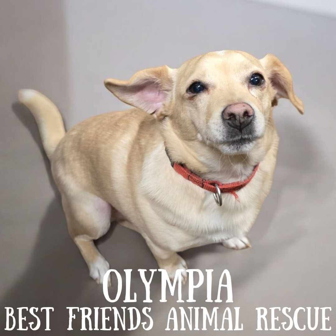 Olympia, an adoptable Chihuahua in Wasilla, AK, 99654 | Photo Image 2