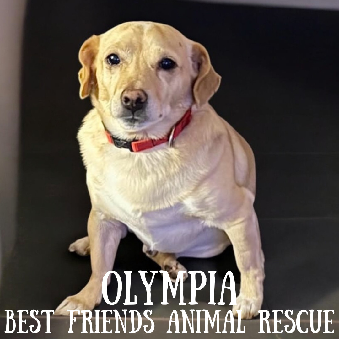 Olympia, an adoptable Chihuahua in Wasilla, AK, 99654 | Photo Image 3
