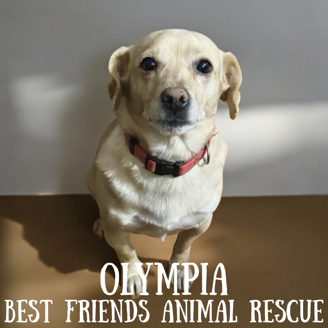 Olympia, an adoptable Chihuahua in Wasilla, AK, 99654 | Photo Image 4