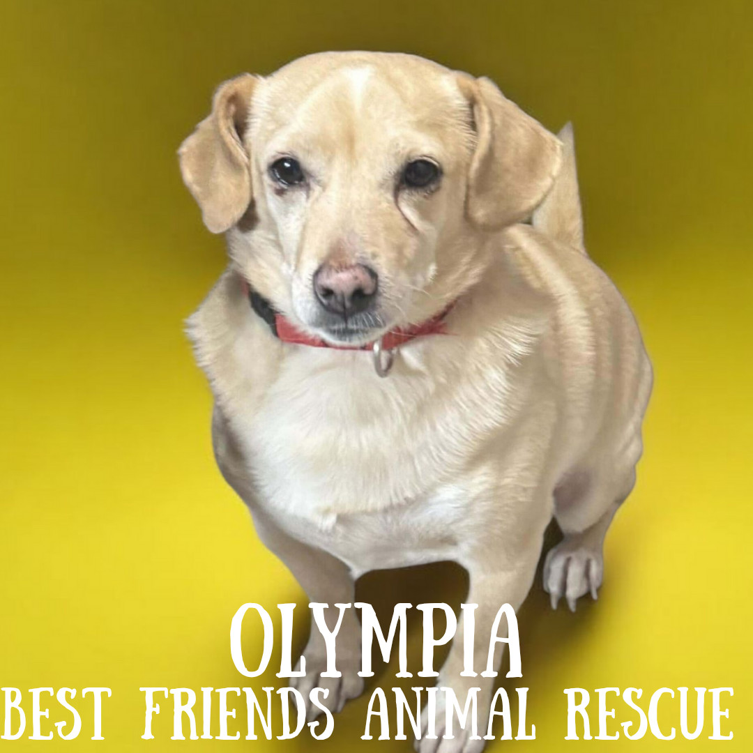 Olympia, an adoptable Chihuahua in Wasilla, AK, 99654 | Photo Image 5