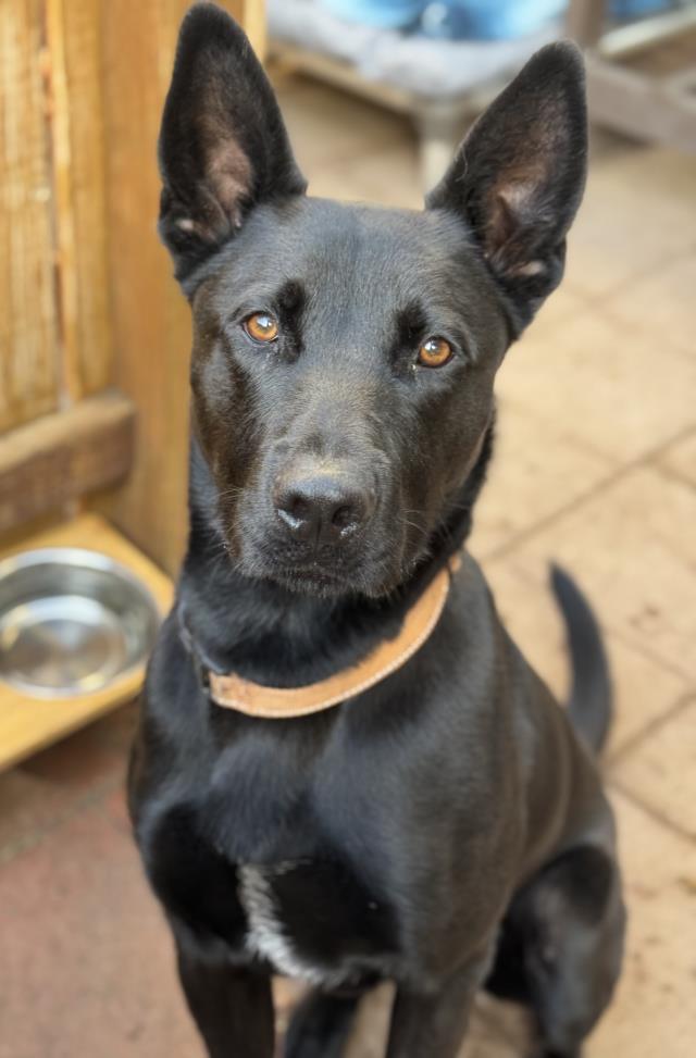 Dog For Adoption - Wolf, A German Shepherd Dog In Santa Barbara, Ca 