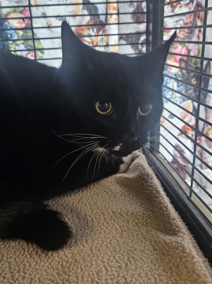 Littleman, an adoptable Domestic Short Hair in Pendleton, OR, 97801 | Photo Image 1