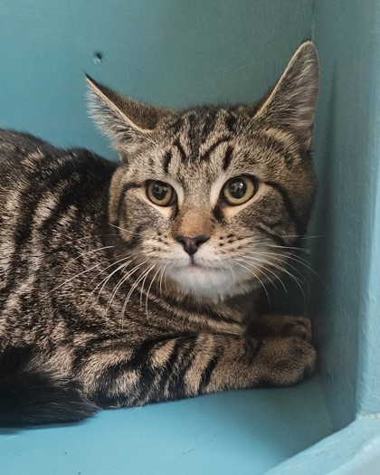 Tiger, an adoptable Domestic Short Hair in Pendleton, OR, 97801 | Photo Image 1