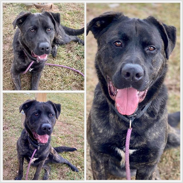 ROCKIE, an adoptable German Shepherd Dog, Bullmastiff in Westminster, MD, 21158 | Photo Image 1