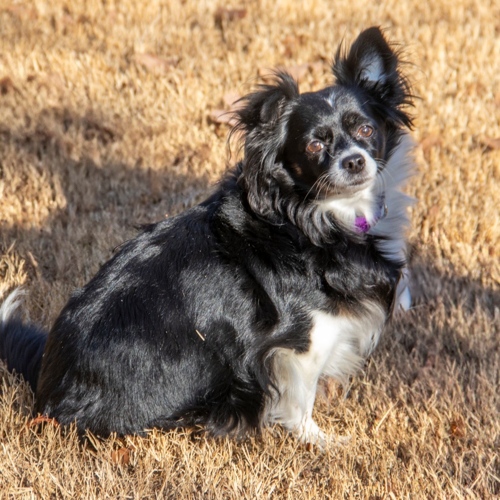 Ruby, an adoptable Papillon, Mixed Breed in Wichita, KS, 67208 | Photo Image 1