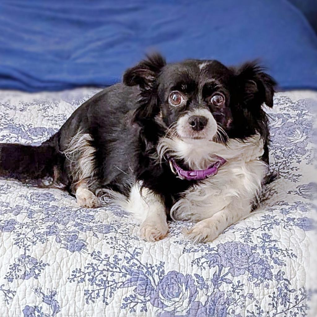 Ruby, an adoptable Papillon, Mixed Breed in Wichita, KS, 67208 | Photo Image 2