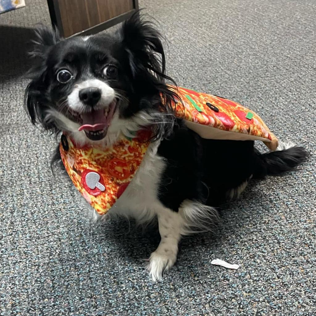 Ruby, an adoptable Papillon, Mixed Breed in Wichita, KS, 67208 | Photo Image 3