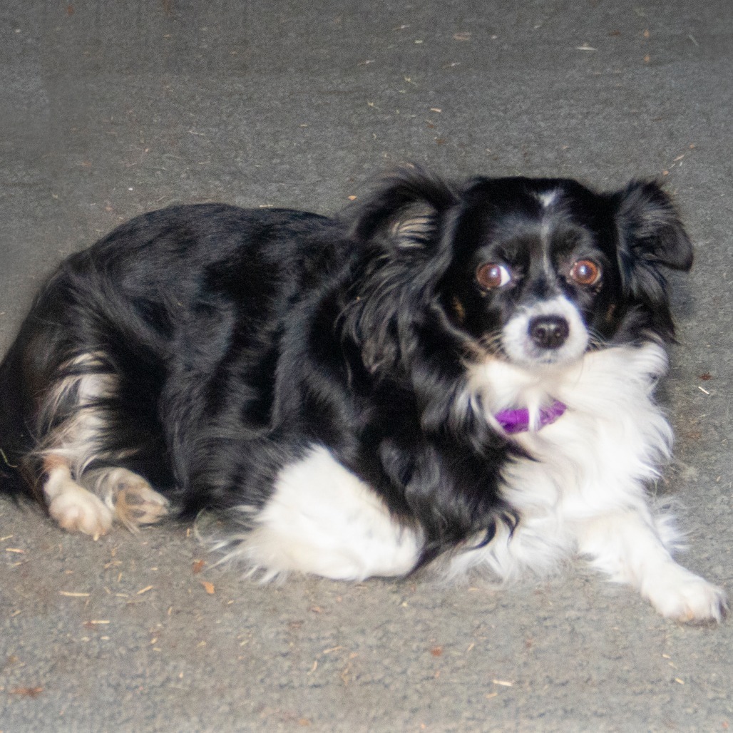 Ruby, an adoptable Papillon, Mixed Breed in Wichita, KS, 67208 | Photo Image 4