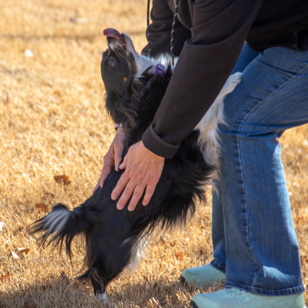 Ruby, an adoptable Papillon, Mixed Breed in Wichita, KS, 67208 | Photo Image 5