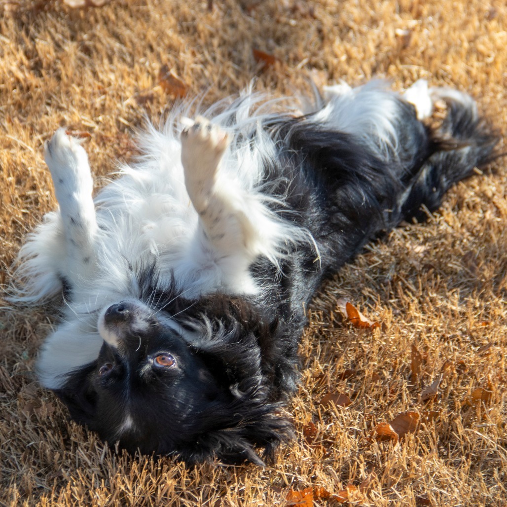 Ruby, an adoptable Papillon, Mixed Breed in Wichita, KS, 67208 | Photo Image 6