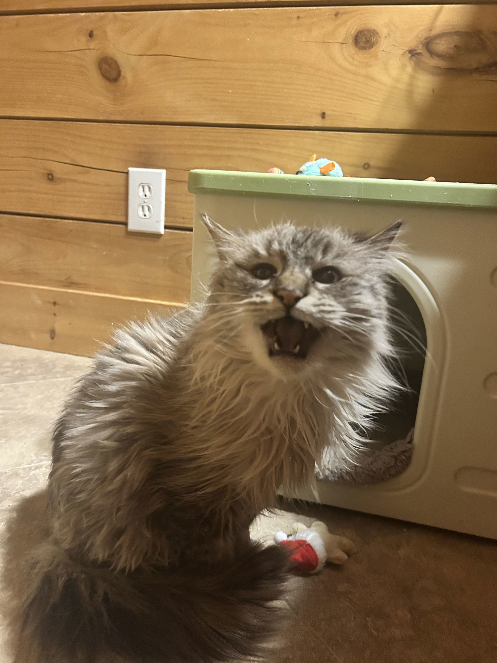 Yuki, an adoptable Ragdoll in Absecon, NJ, 08201 | Photo Image 1