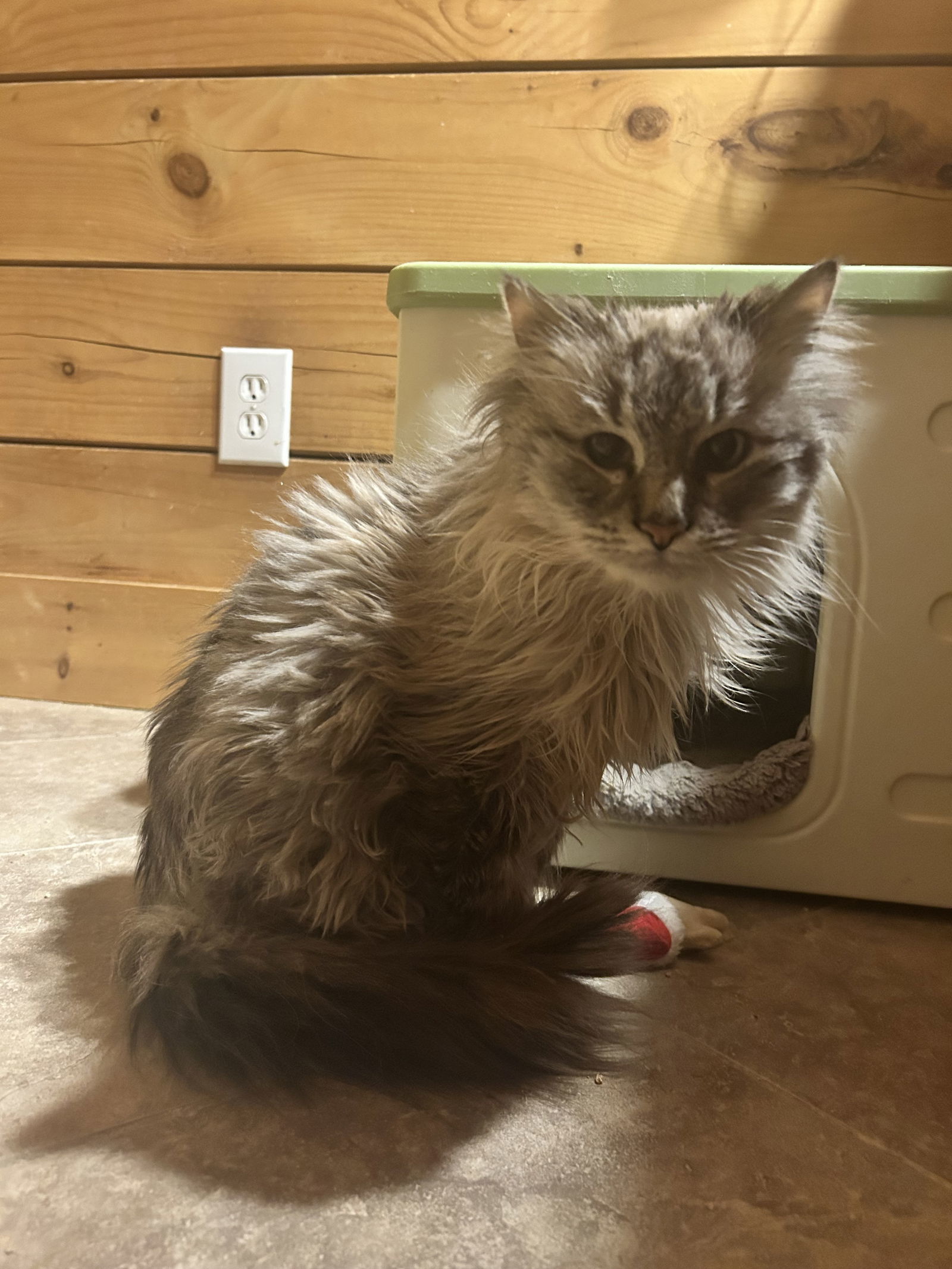 Yuki, an adoptable Ragdoll in Absecon, NJ, 08201 | Photo Image 2