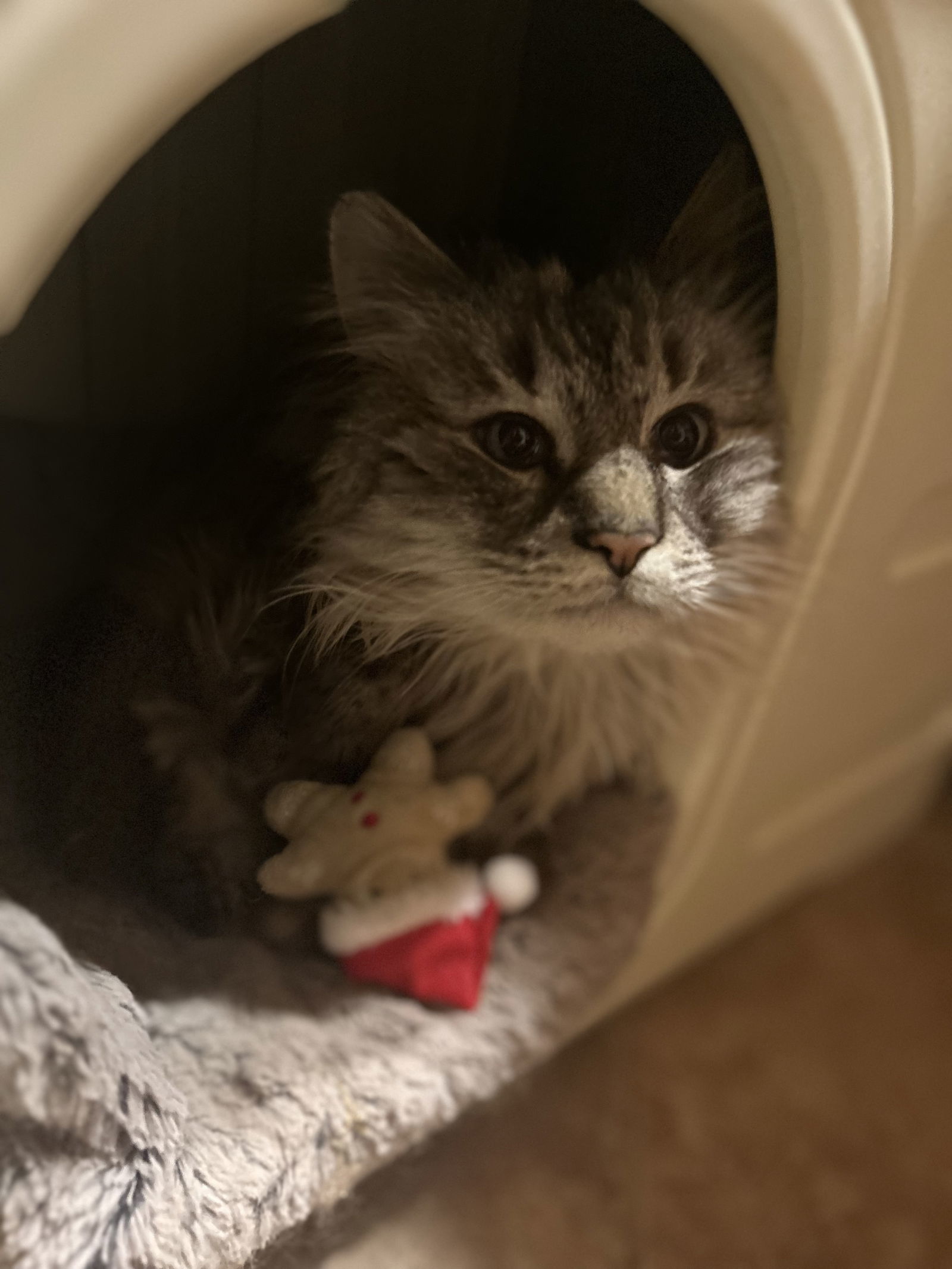 Yuki, an adoptable Ragdoll in Absecon, NJ, 08201 | Photo Image 3