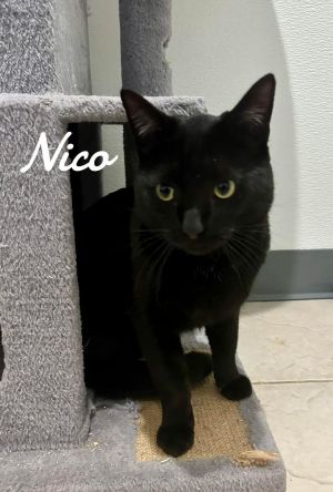 Nico, Young Male unknown
