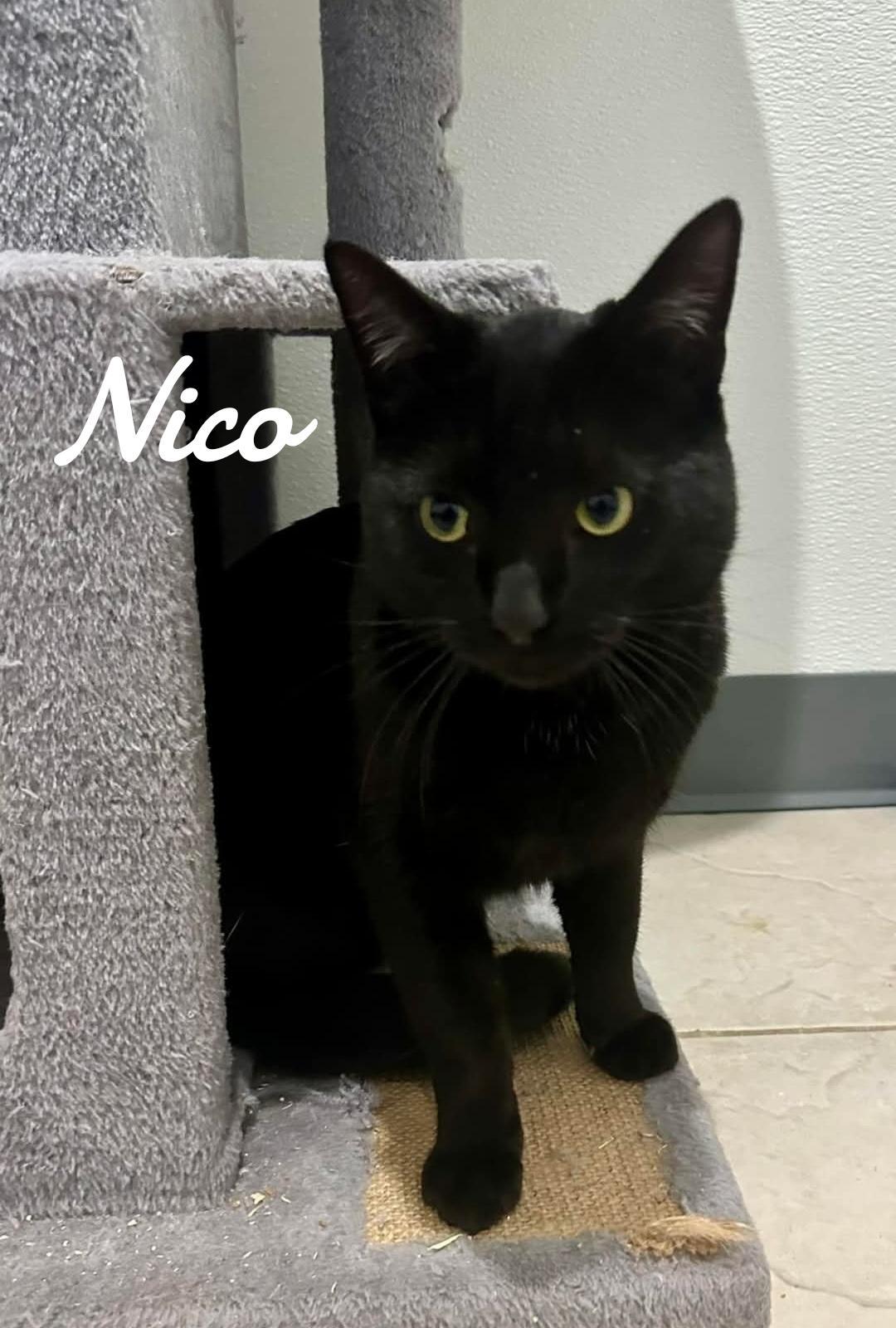 Nico