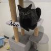Nico photo 2