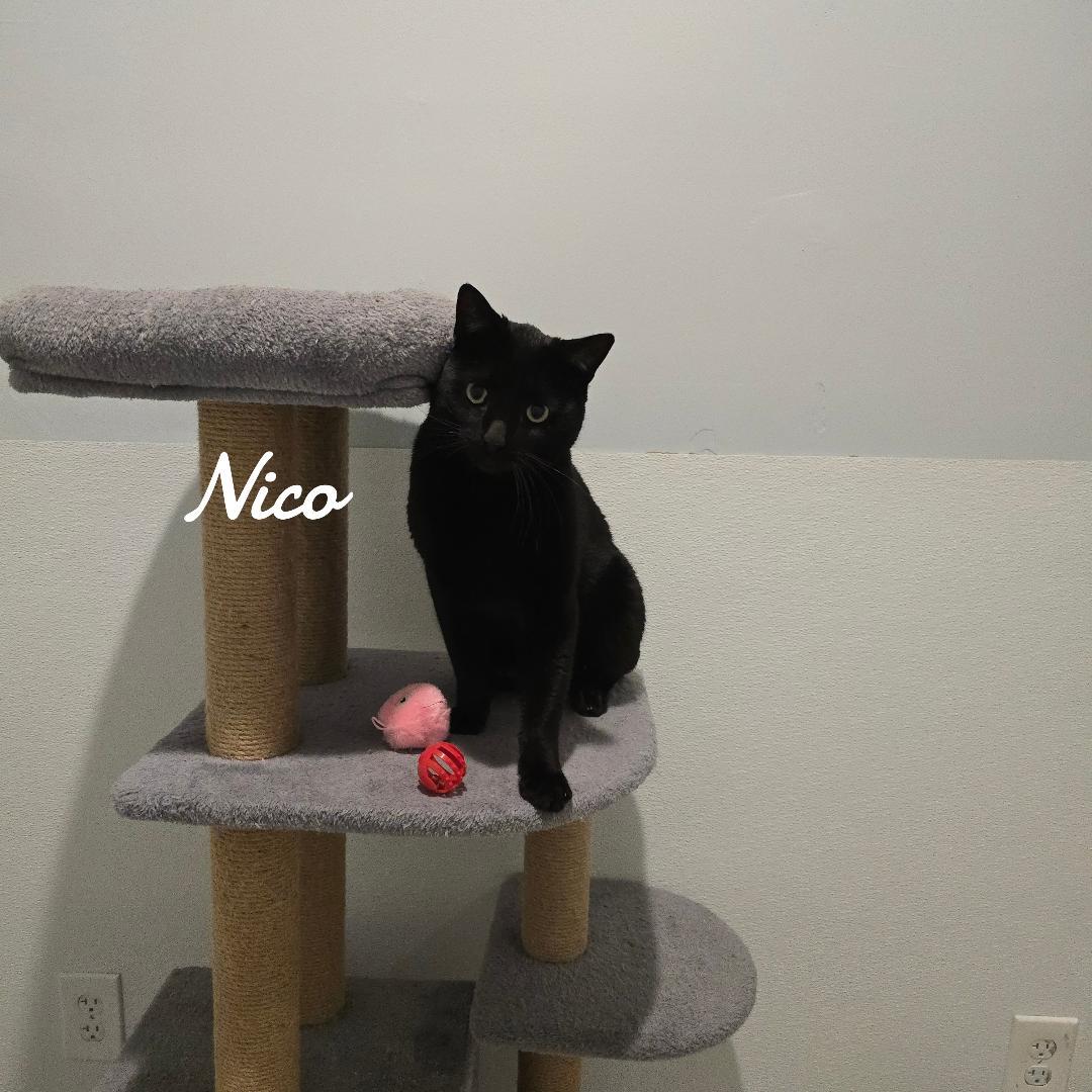 Nico