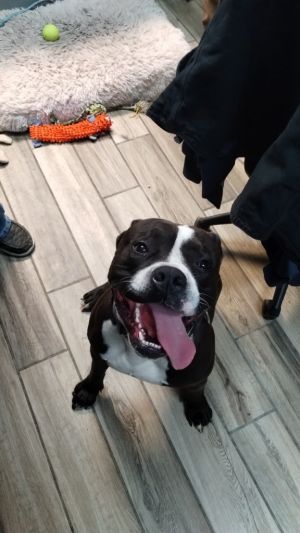 Big Guy, Adult Male Pit Bull Terrier