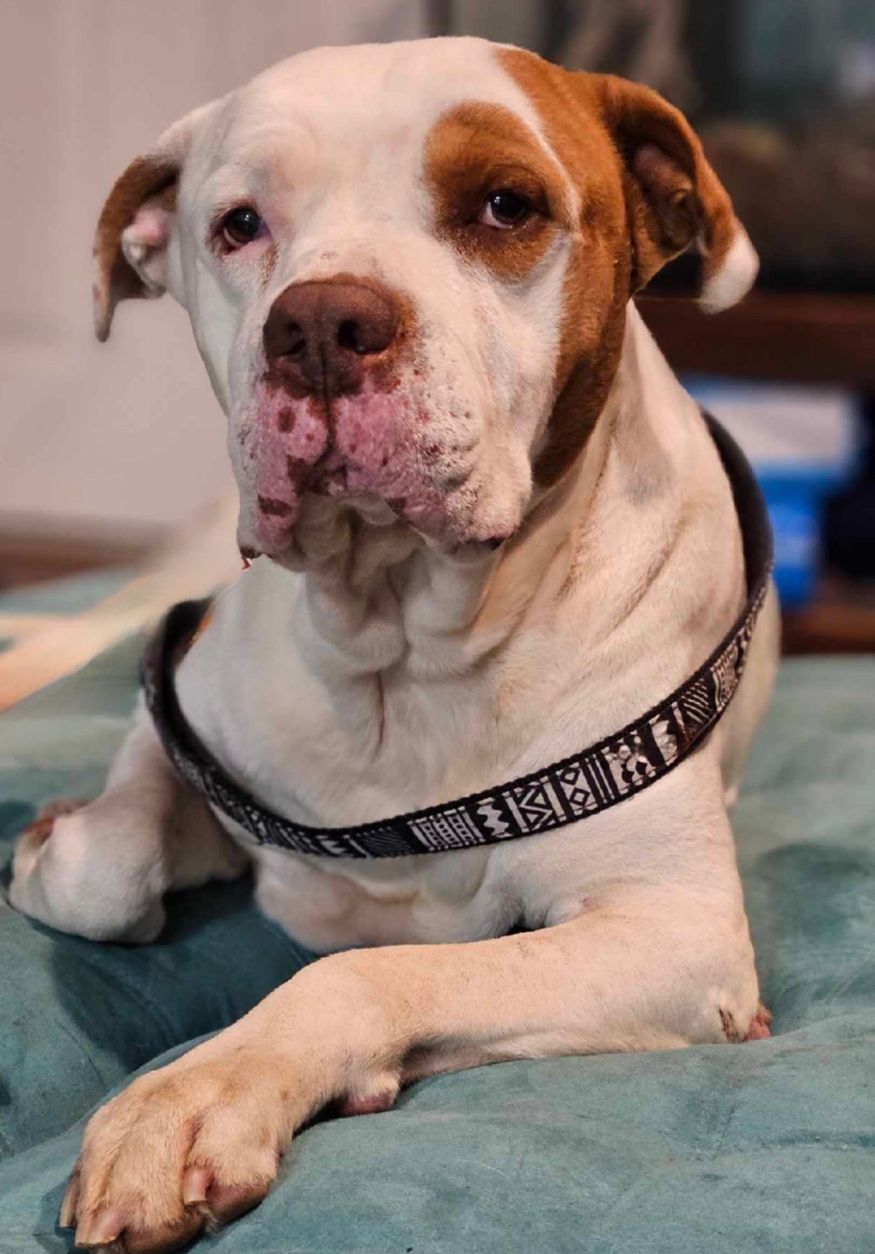Future, an adoptable Pit Bull Terrier in Arlee, MT, 59821 | Photo Image 2