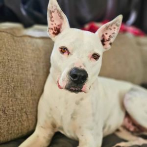 Max, Adult Male Pit Bull Terrier
