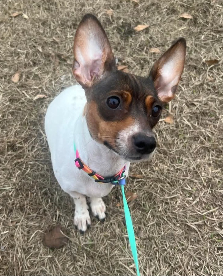 Ginger, an adoptable Jack Russell Terrier in New Bern, NC, 28563 | Photo Image 1