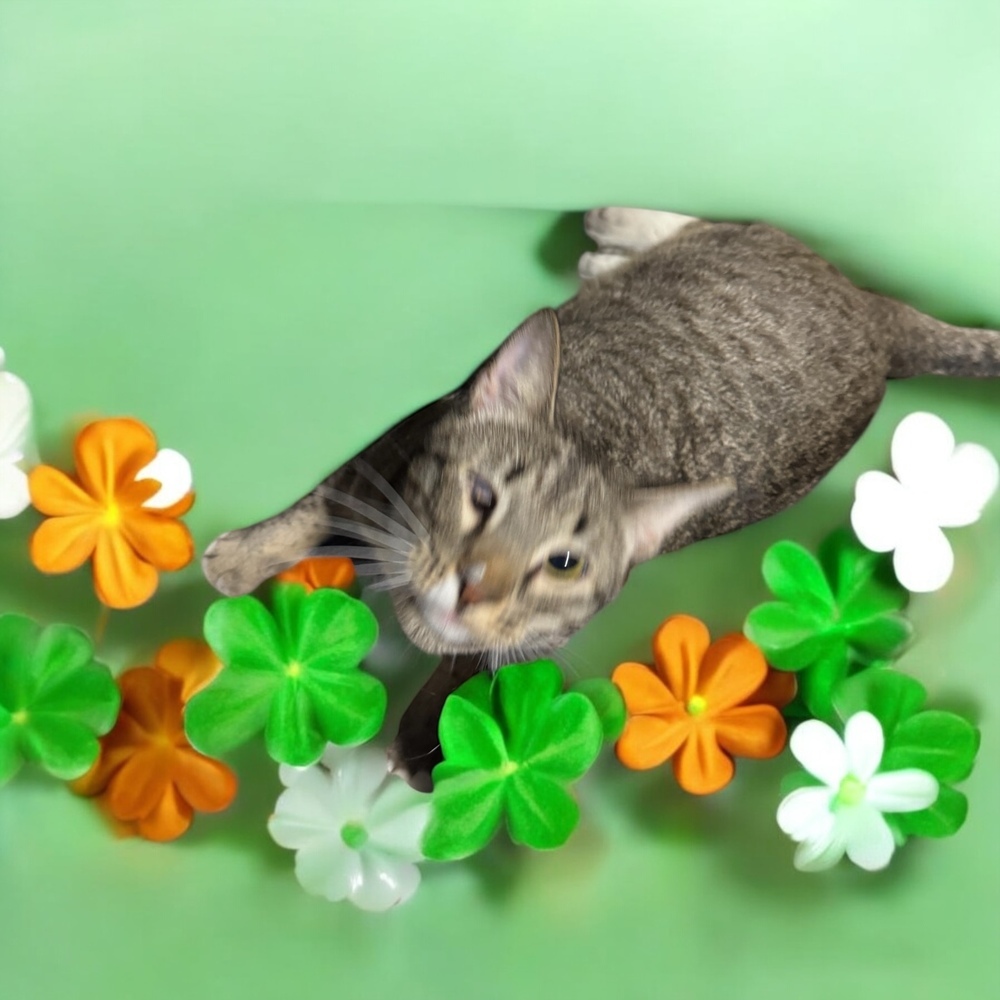 Hercules, an adoptable Domestic Short Hair in Gonzales, LA, 70737 | Photo Image 1