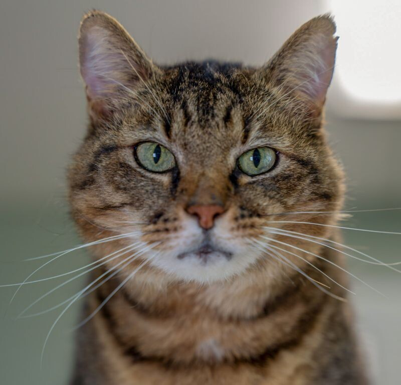 Metro, an adoptable Domestic Short Hair in Arlington, WA, 98223 | Photo Image 1