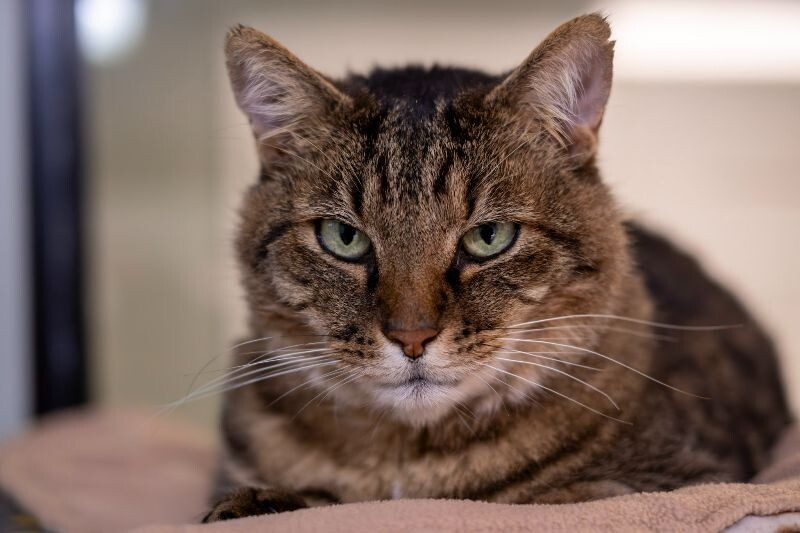 Metro, an adoptable Domestic Short Hair in Arlington, WA, 98223 | Photo Image 2