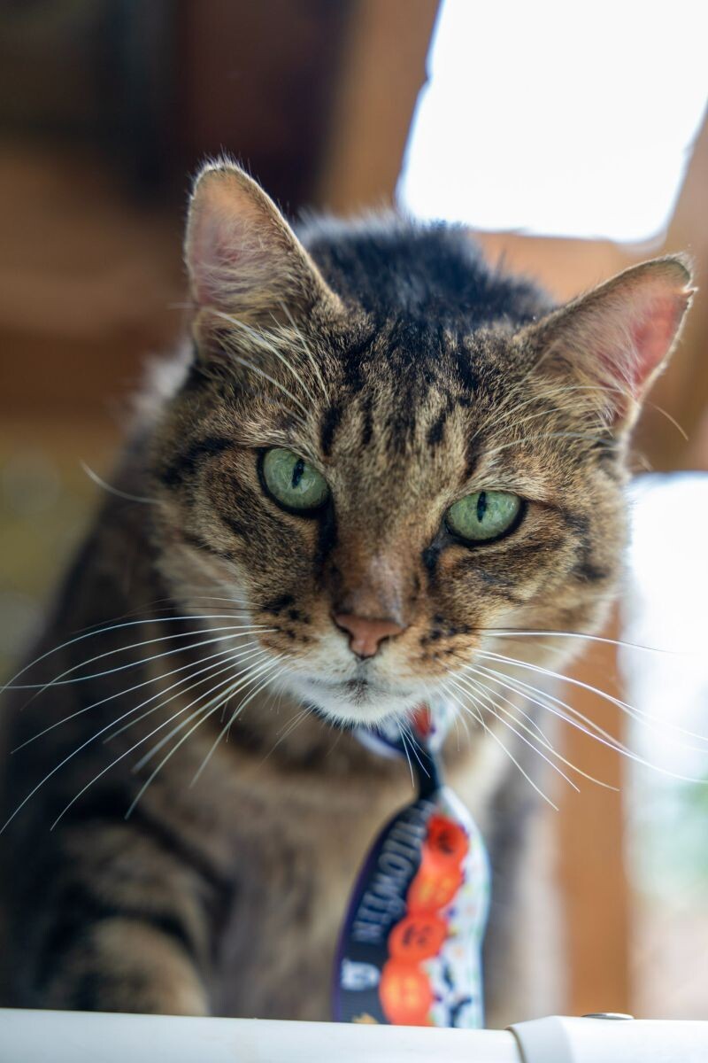 Metro, an adoptable Domestic Short Hair in Arlington, WA, 98223 | Photo Image 3