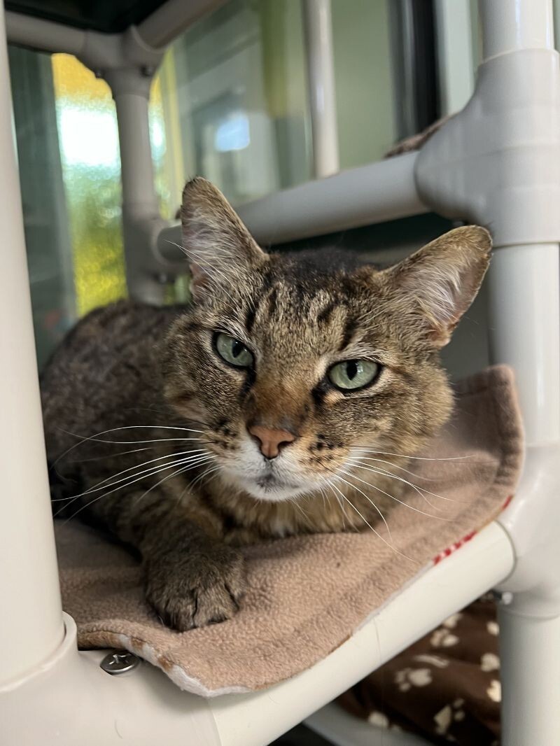Metro, an adoptable Domestic Short Hair in Arlington, WA, 98223 | Photo Image 4