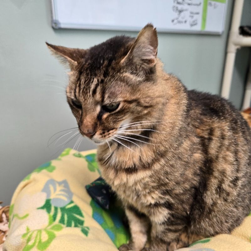 Metro, an adoptable Domestic Short Hair in Arlington, WA, 98223 | Photo Image 5