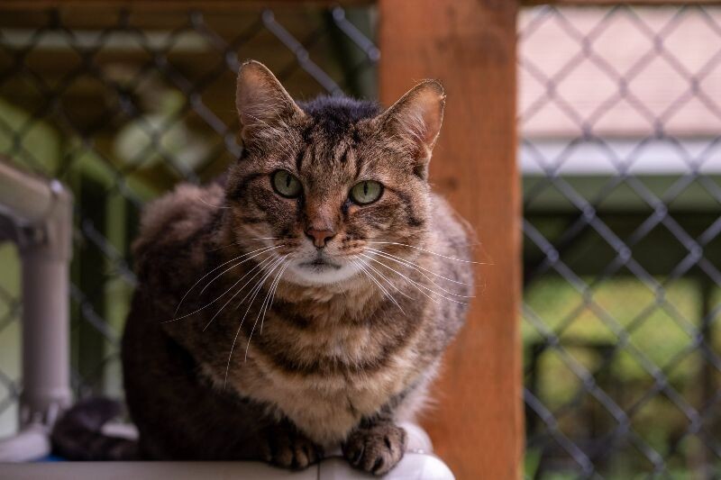 Metro, an adoptable Domestic Short Hair in Arlington, WA, 98223 | Photo Image 6