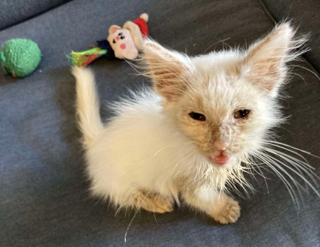 Dove, an adoptable Siamese, Balinese in New Braunfels, TX, 78130 | Photo Image 2