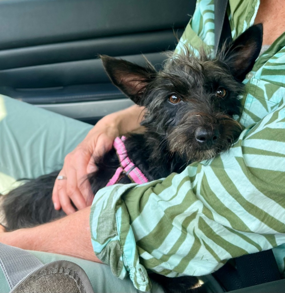 Harlow, an adoptable Poodle, Terrier in San Juan de Abajo, NAY, 63732 | Photo Image 1