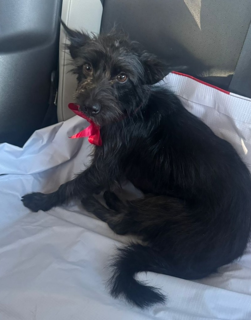 Harlow, an adoptable Poodle, Terrier in San Juan de Abajo, NAY, 63732 | Photo Image 2