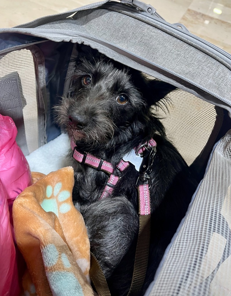 Harlow, an adoptable Poodle, Terrier in San Juan de Abajo, NAY, 63732 | Photo Image 3