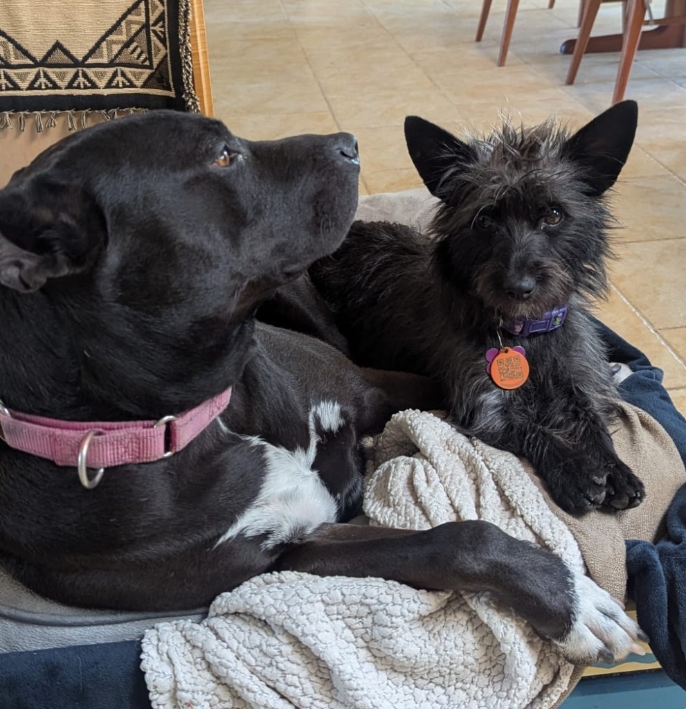 Harlow, an adoptable Poodle, Terrier in San Juan de Abajo, NAY, 63732 | Photo Image 4
