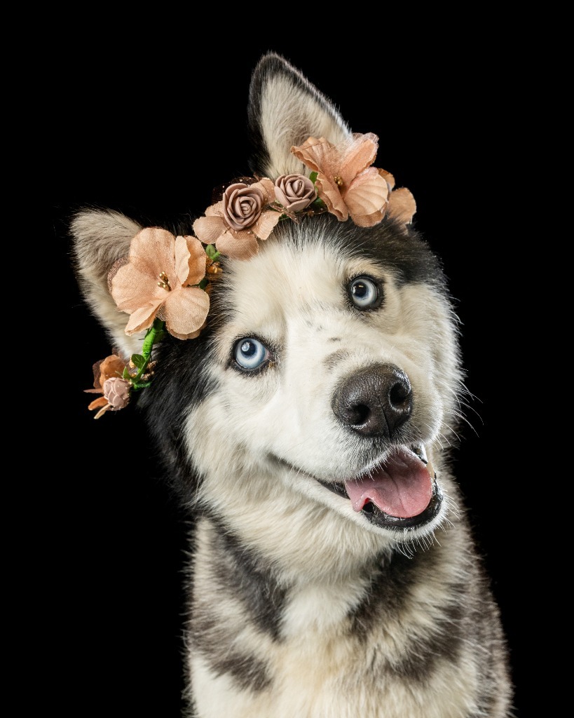 Harley Quinn, an adoptable Husky in Rock Springs, WY, 82901 | Photo Image 1