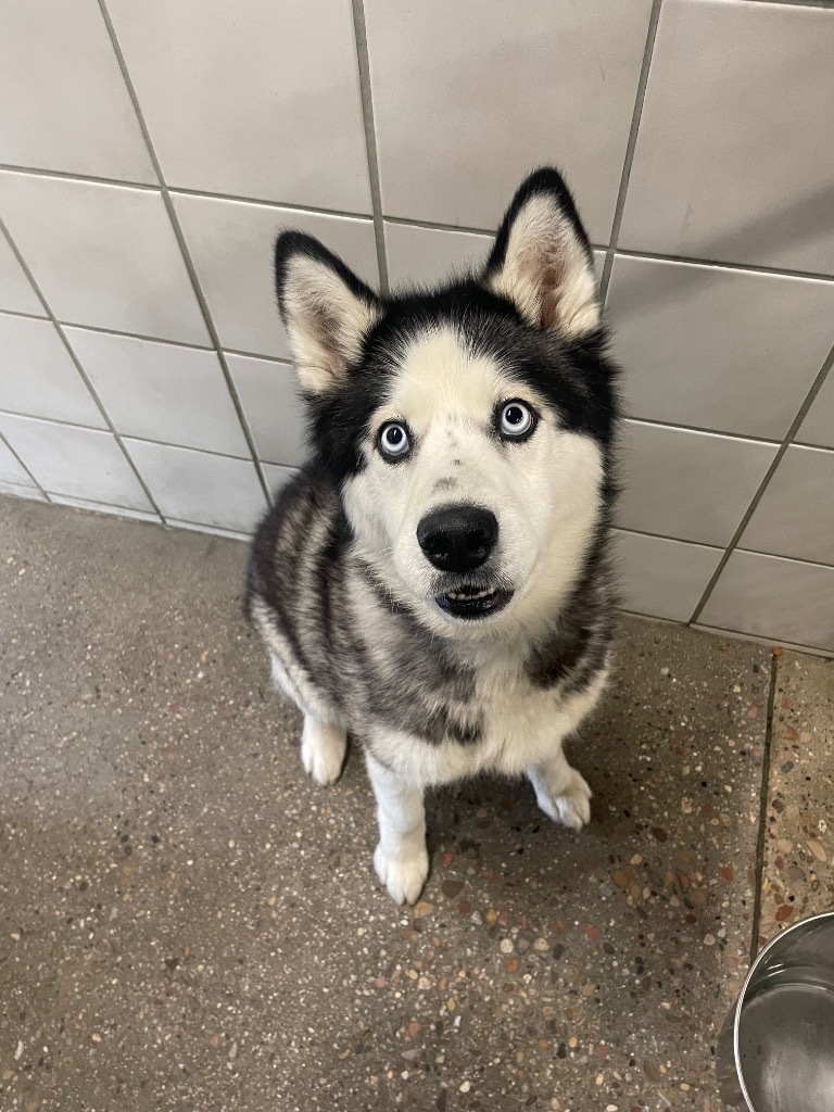Harley Quinn, an adoptable Husky in Rock Springs, WY, 82901 | Photo Image 2