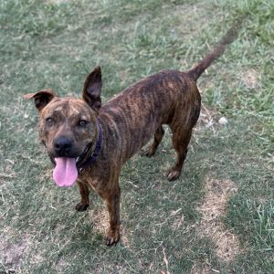 Naia, Adult Female Mixed Breed