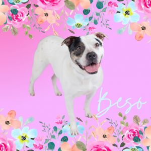 Beso, Adult Female Mixed Breed