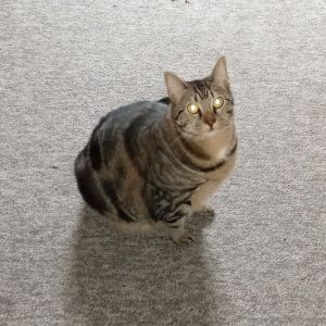 Softie, Adult Female Domestic Short Hair