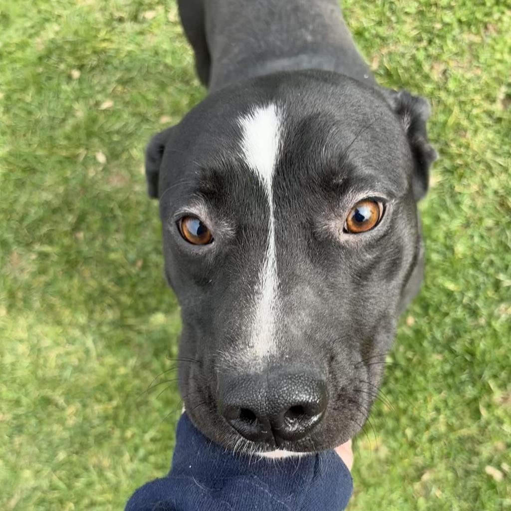 Oscar