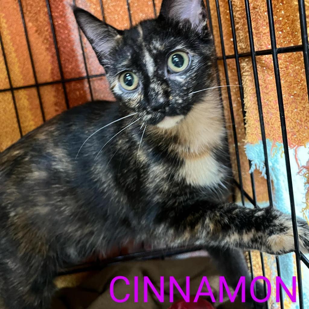 Cinnamon