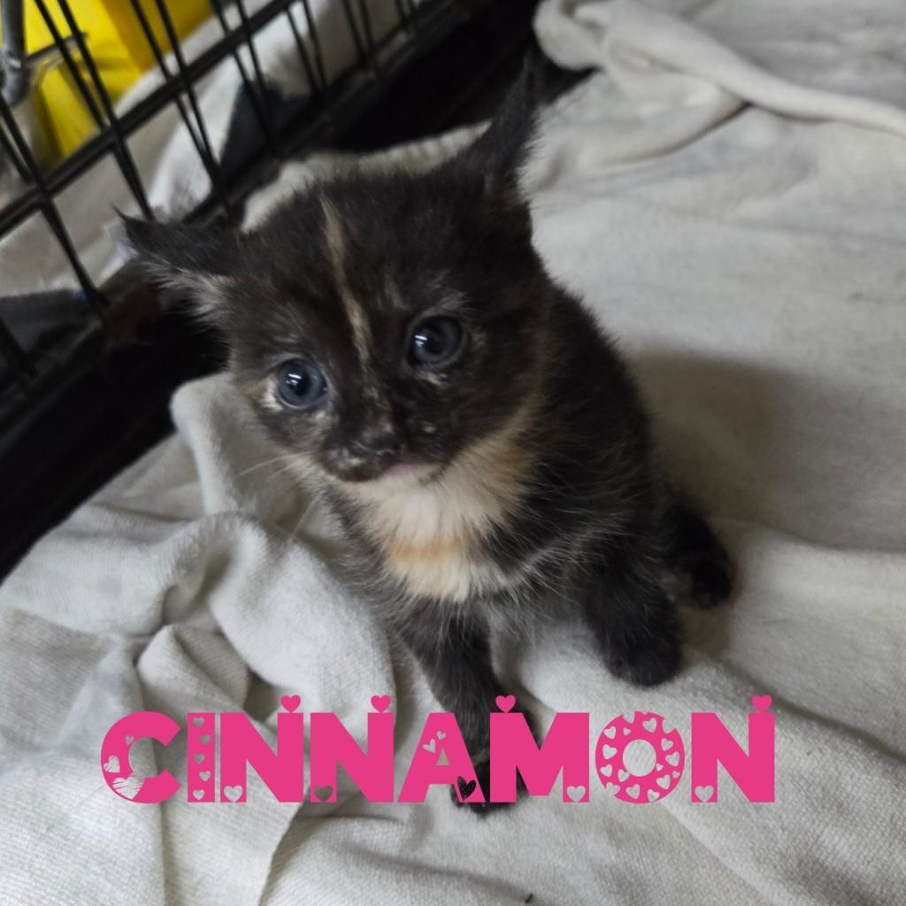 Cinnamon