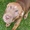 Reese(Buttercup)- attending our Paws-in-Prison training program! photo 1